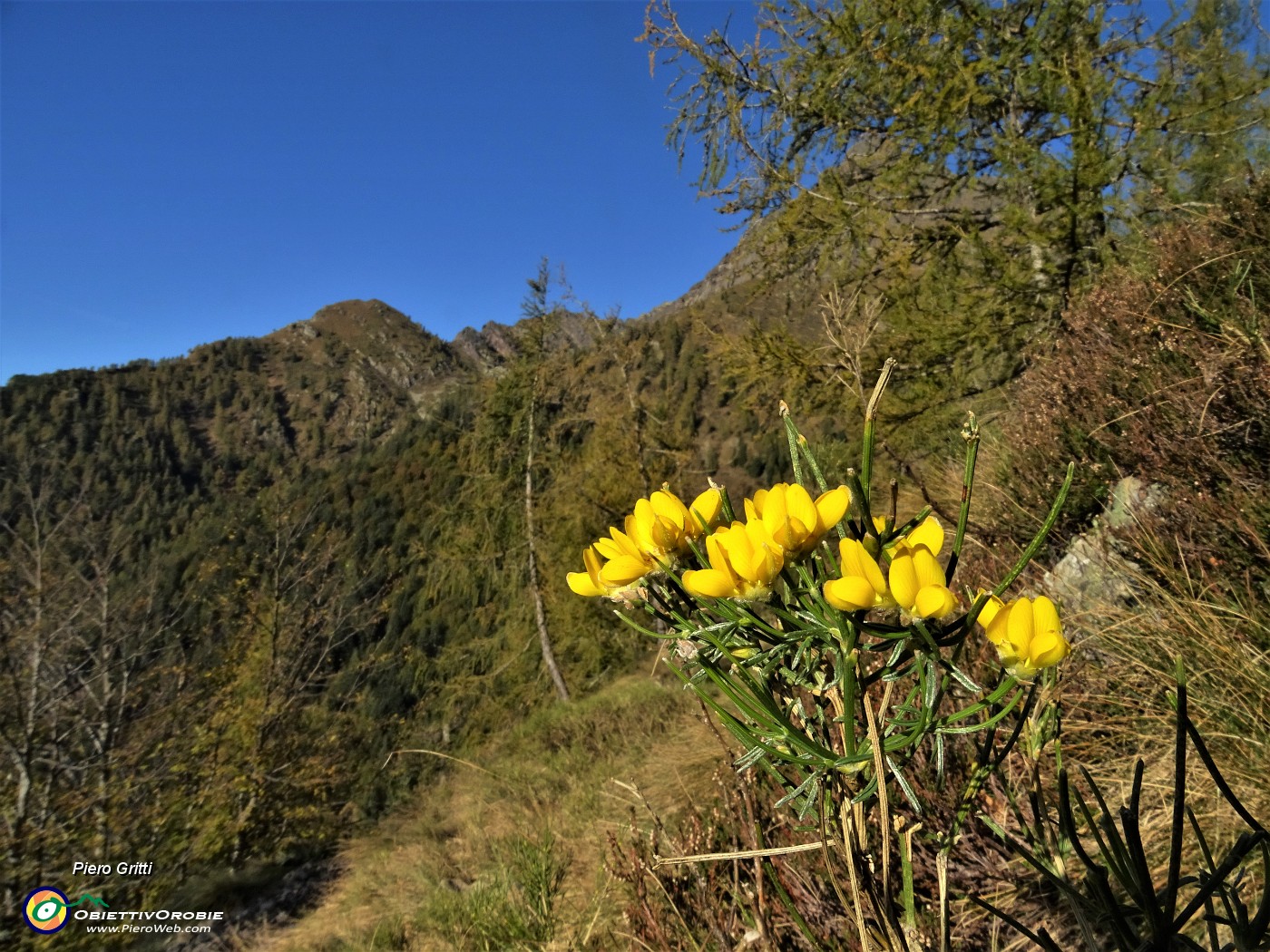 13 Qualche fiore resiste all'arrivo dell'autunno.JPG